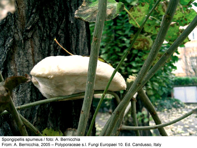 TempF5892_spongipellis_spumeus1.jpg