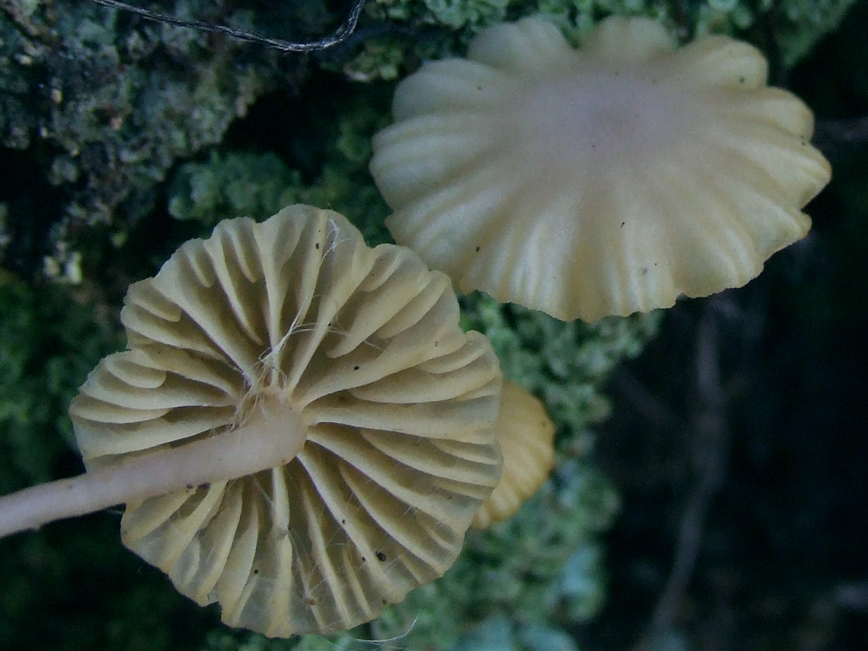 Chrysomphalina_grossula_G1.JPG