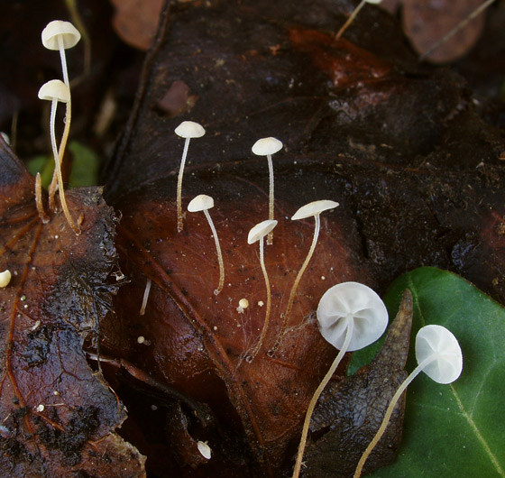 marasmius_epiphylloides2.jpg