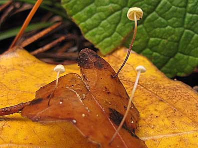 marasmius_epiphylloides (1).jpg
