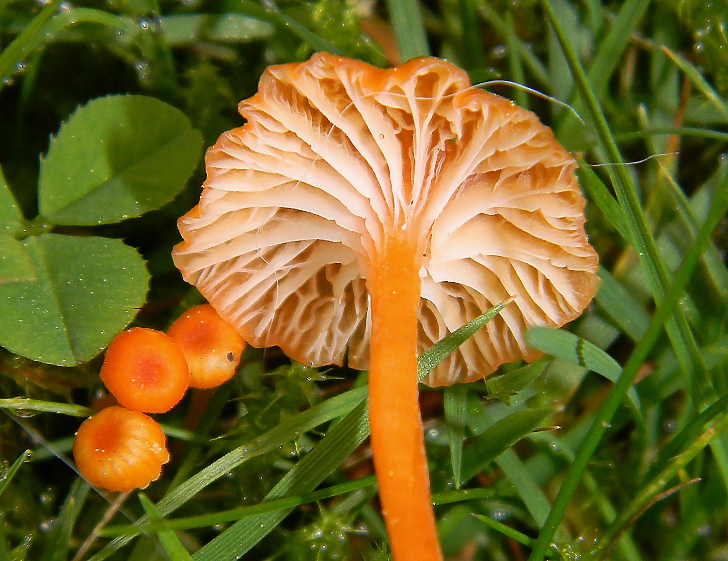2011-10-28_Rickenella_fibula_(Bulliard-_Fries)_Raithelhuber_178120_cropped.jpg