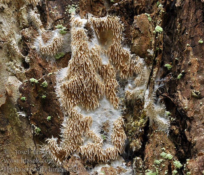 hydnocristella_himantia_bv8511.jpg