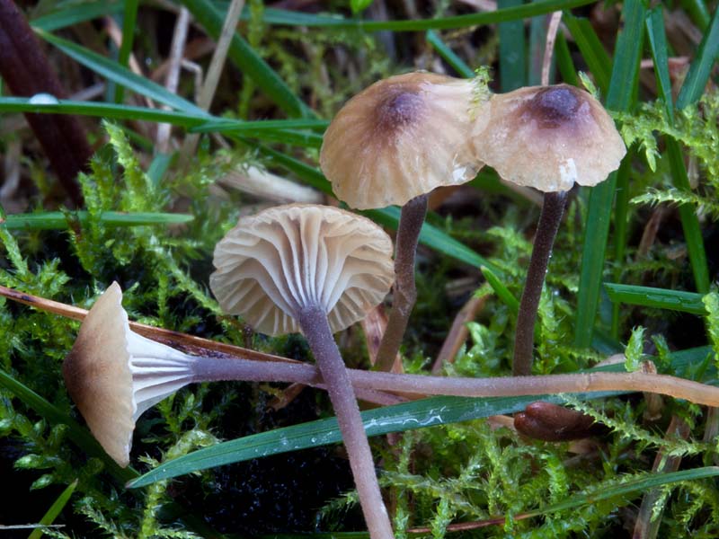 Rickenella_swartzii_MGW1075a.jpg