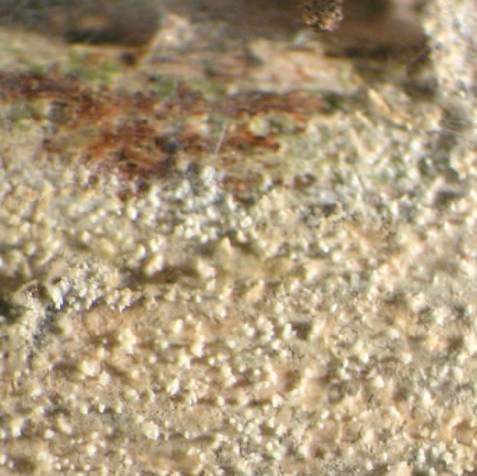 TempF14692_Xylodon_asperus-2.jpg