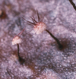 Marasmius_hudsonii,I_MWS5160.jpg