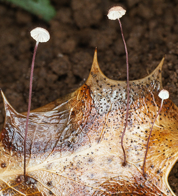 Marasmius_hudsonii,I_MWS5054.jpg