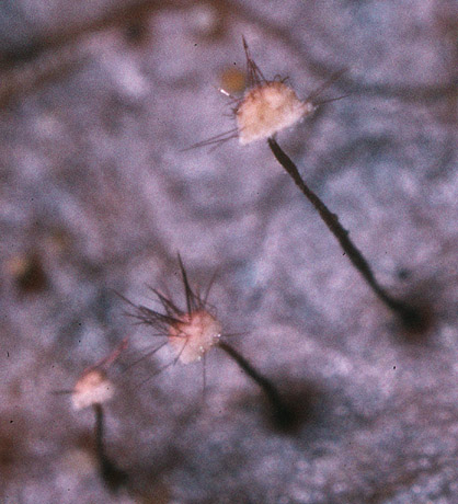 Marasmius_hudsonii,I_MWS5159.jpg