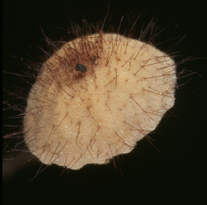Marasmius_hudsonii,I_MWS5052 (1).jpg