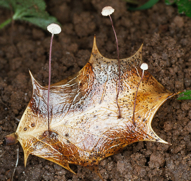 Marasmius_hudsonii,I_MWS5055.jpg