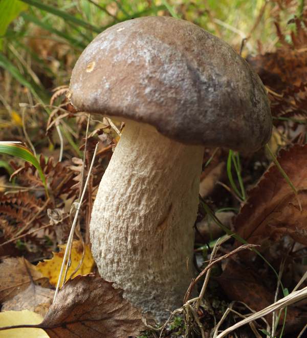 leccinum-cyaneobasileucum8.jpg