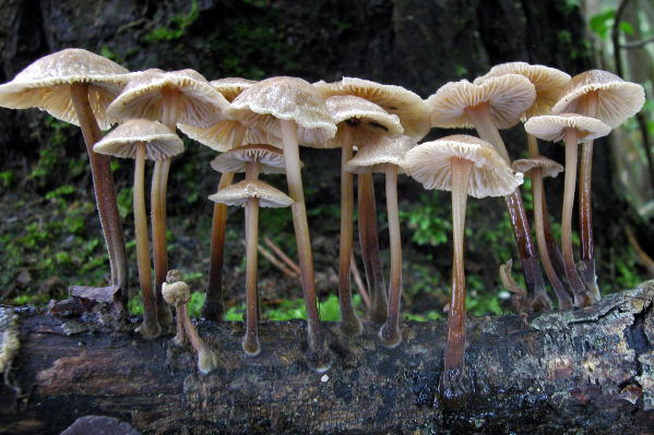 D-siwahouraitake1.jpg