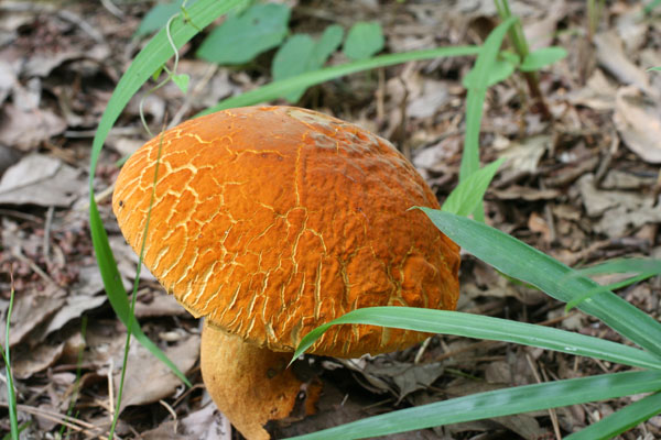 akayamadori05a.jpg