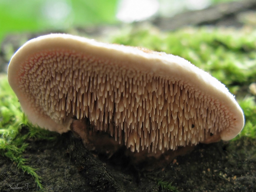 Steccherinum_murashkinskyi_3_STV_20090627.jpg