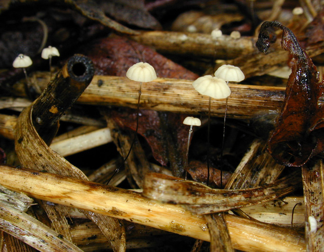 Marasmius_limosus,I_MWS7345.jpg