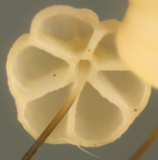 Marasmius_limosus,I_MWS6956.jpg