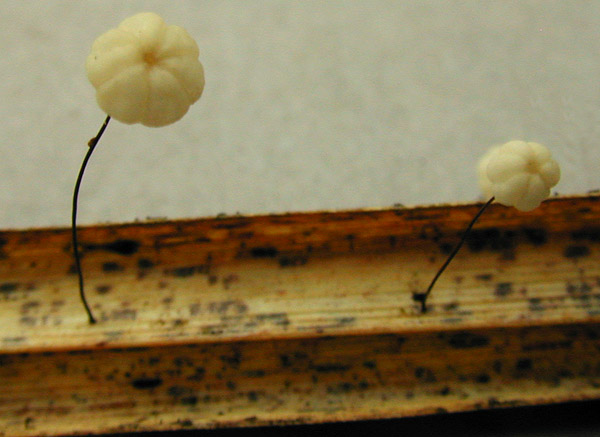 Marasmius_limosus,I_MWS22181.jpg