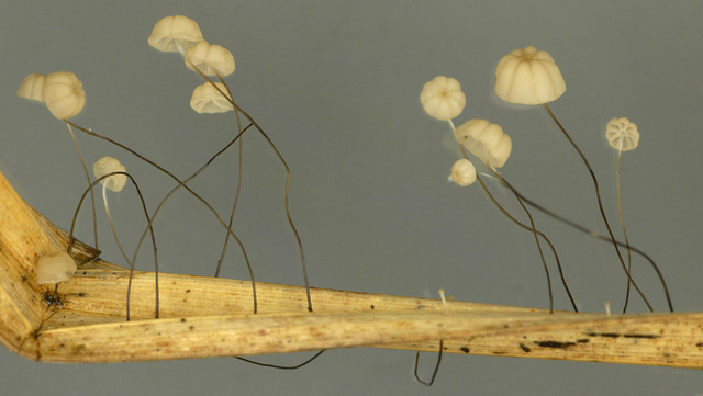 Marasmius_limosus,I_MWS6923.jpg