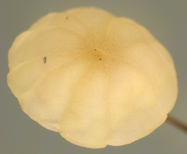 Marasmius_limosus,I_MWS6960.jpg