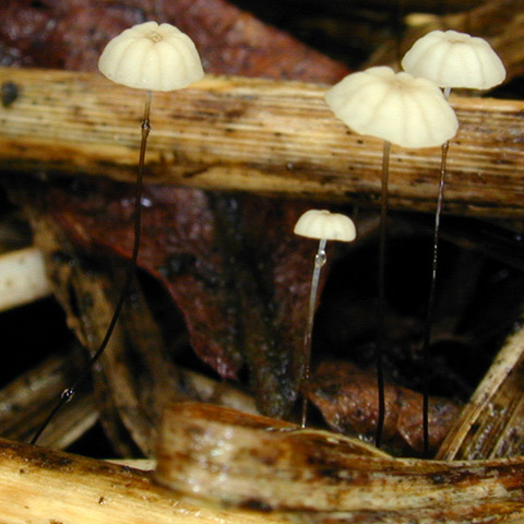 Marasmius_limosus,I_MWS7344.jpg