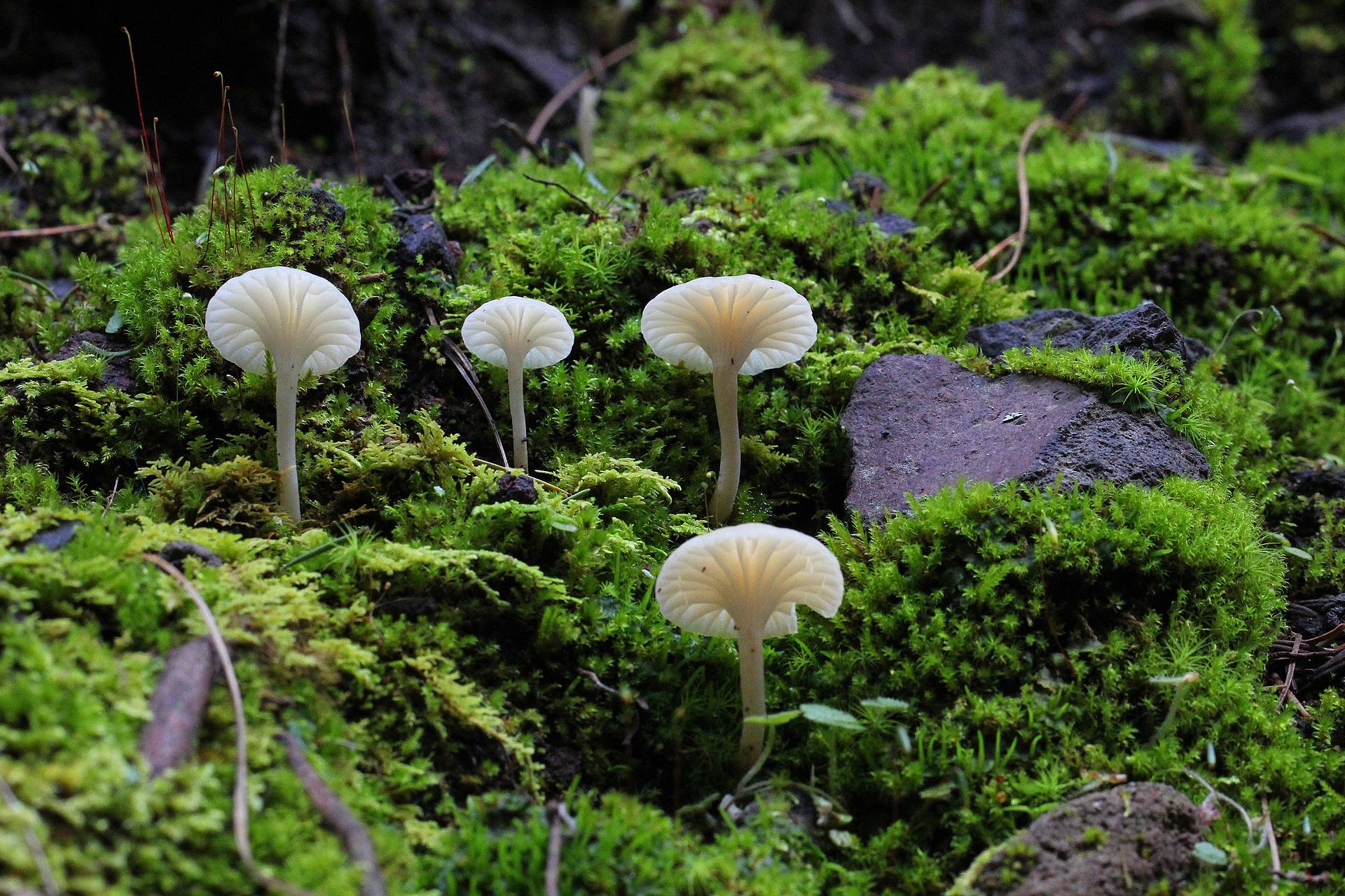 2011-12-14_Hygrocybe_borealis_189480.jpg
