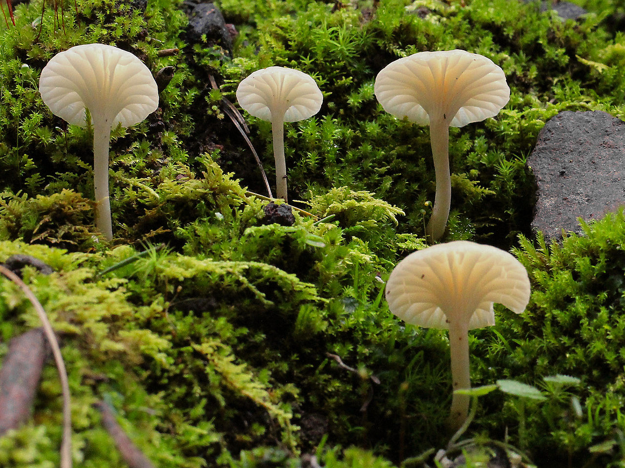 1280px-2011-12-14_Hygrocybe_borealis_189480_cropped.jpg