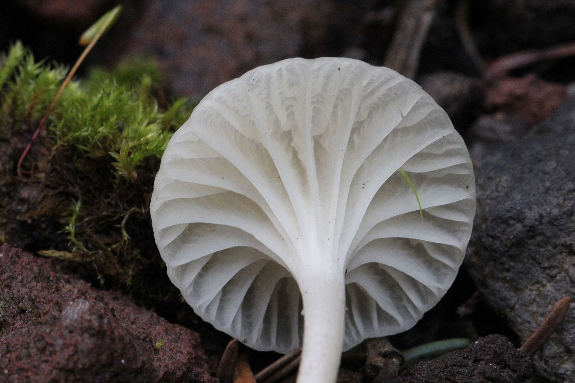 2011-12-14_Hygrocybe_borealis_189484.jpg