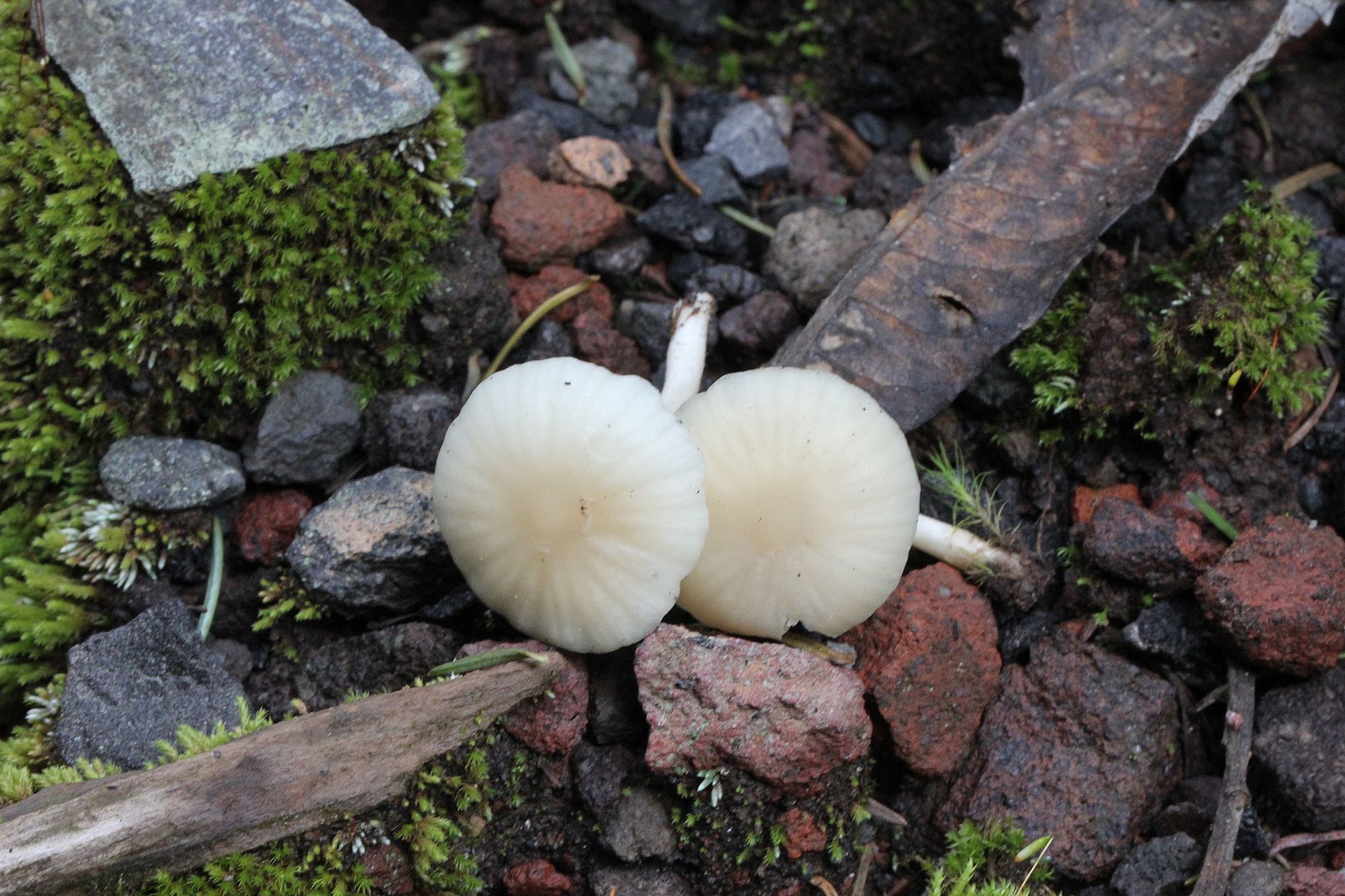 2011-12-14_Hygrocybe_borealis_189482.jpg