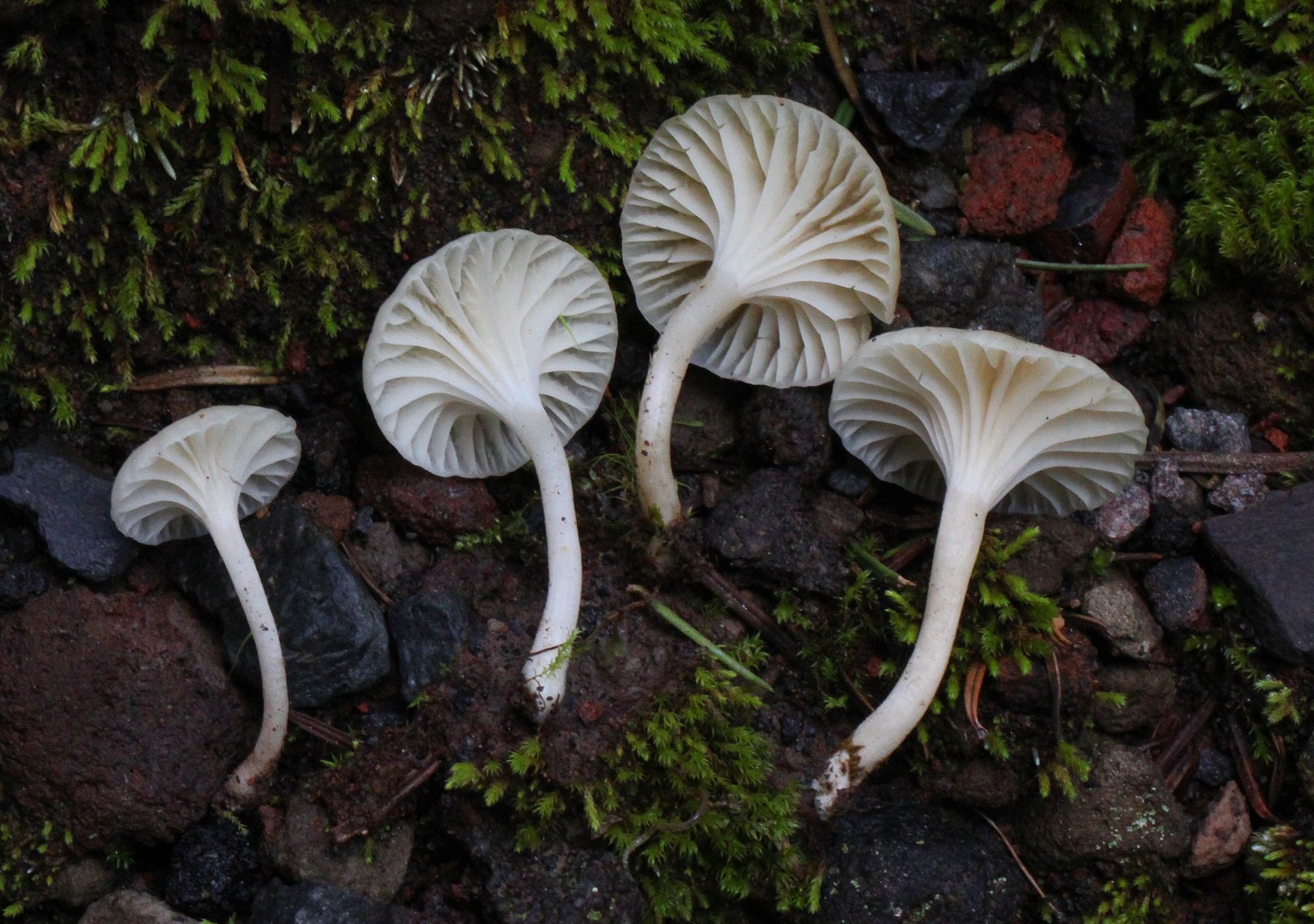 2011-12-14_Hygrocybe_borealis_189481.jpg