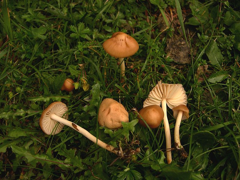 800px-Marasmius_oreades.JPG