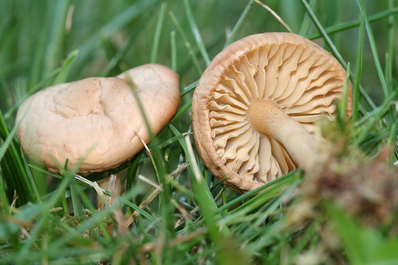 800px-Marasmius_oreades_garden_050829B.JPG