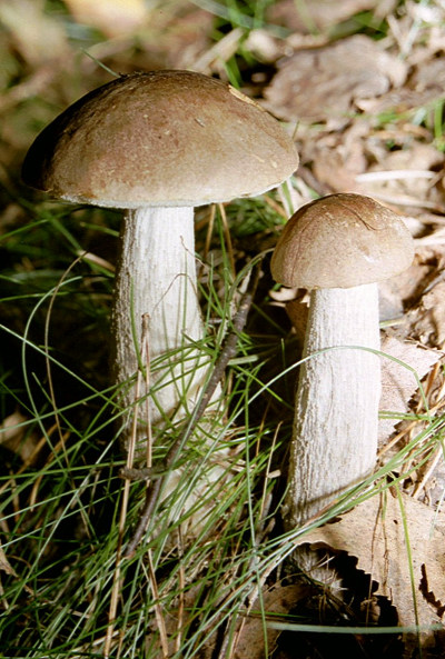 Birkenpilz01.jpg