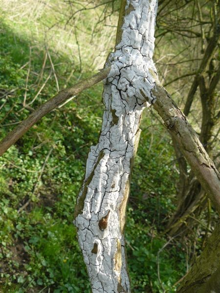 Holunderrindenpilz.jpg
