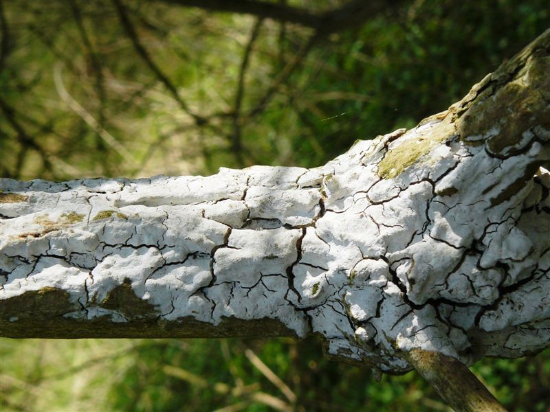 Holunderrindenpilz2.jpg