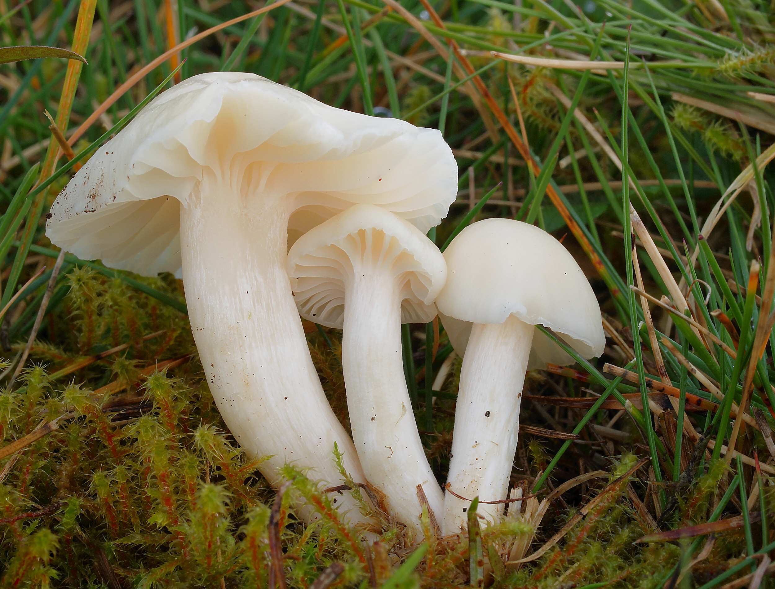 2007-10-20_Cuphophyllus_virgineus.jpg