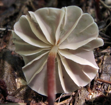 m_purpureostriatus_006.jpg