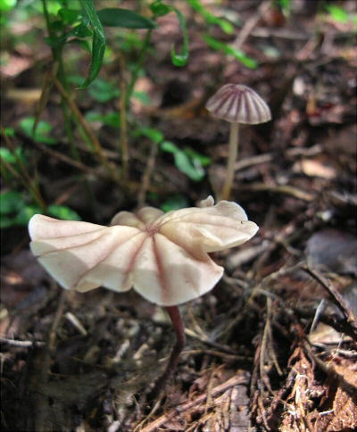 m_purpureostriatus_005.jpg