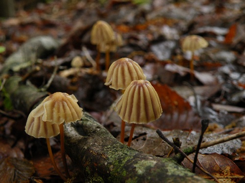 m_purpureostriatus_004.jpg