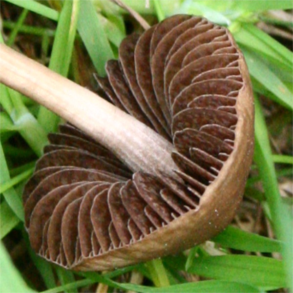 Panaeolina_foensecii_20110625_detail.jpg