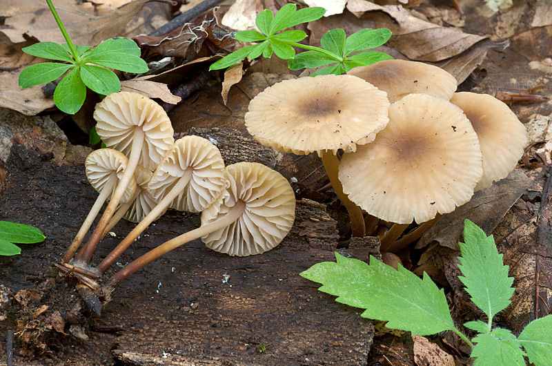 Marasmius-torquescens-02-3.jpg