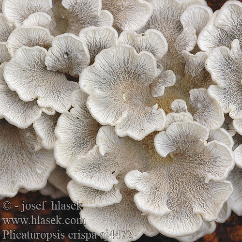 plicaturopsis_crispa_aj4472.jpg