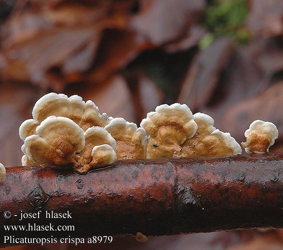 plicaturopsis_crispa_a8979.jpg