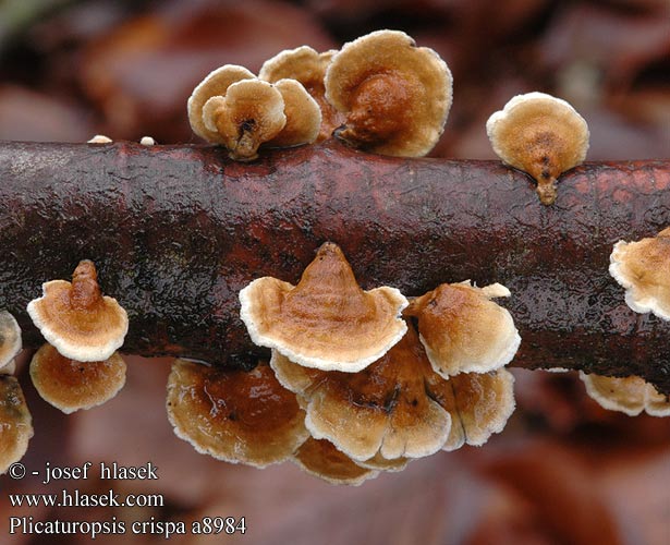 plicaturopsis_crispa_a8984.jpg