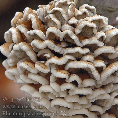 plicaturopsis_crispa_aj4478.jpg