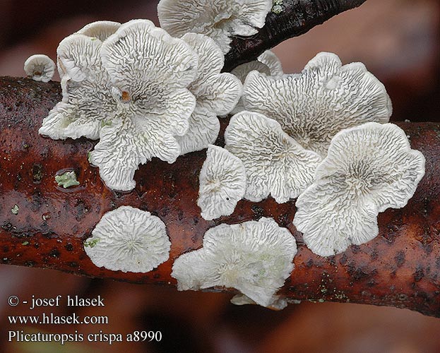 plicaturopsis_crispa_a8990.jpg