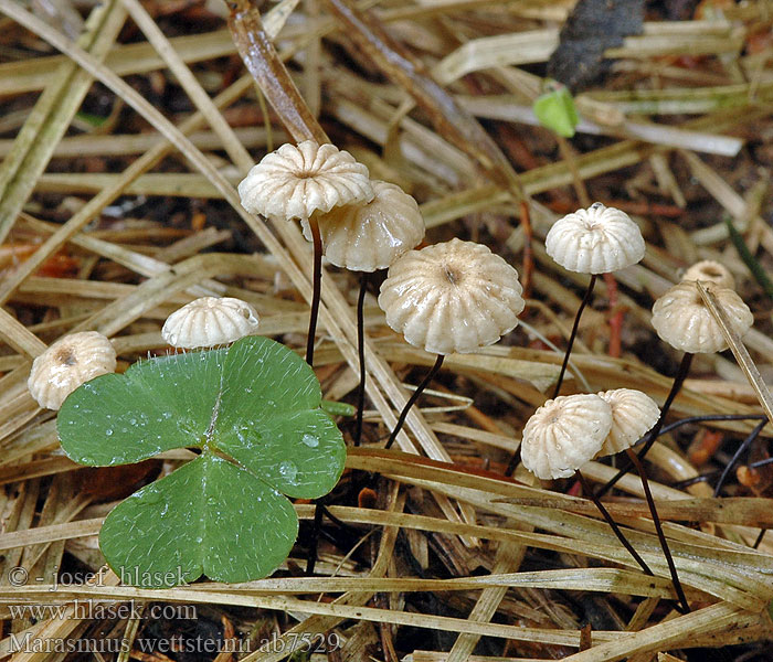 marasmius_wettsteinii_ab7529.JPG