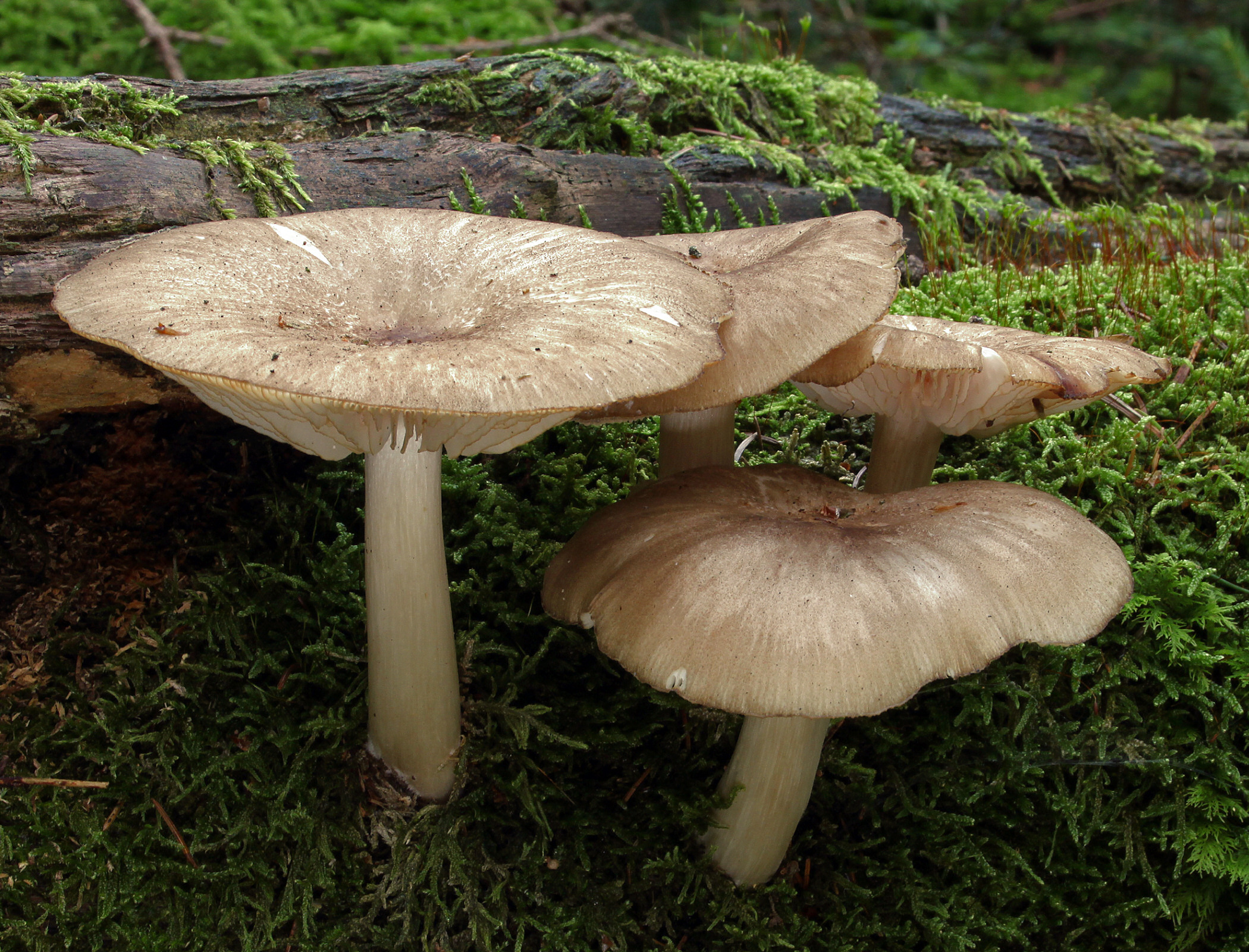 Collybia-platyphylla (1).jpg
