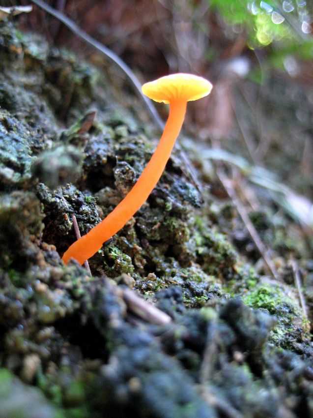 hygrocybe_aurantia2.jpg