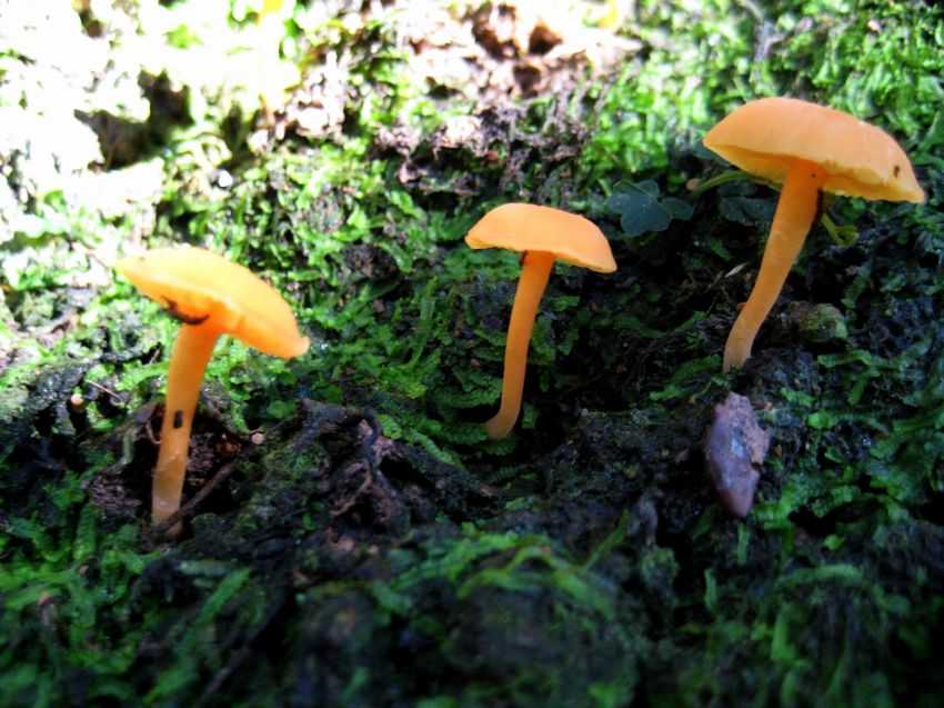 hygrocybe_aurantia1.jpg