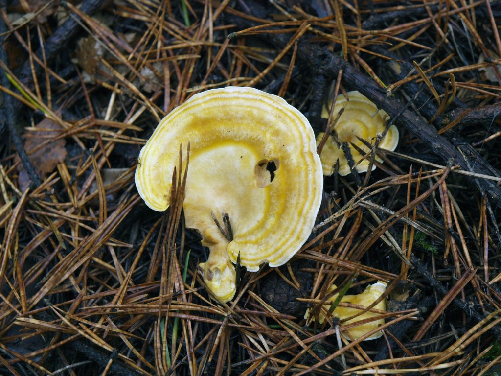 Albatrellus-syringae_06.jpg