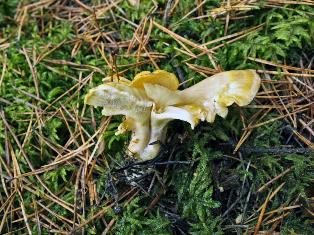 Albatrellus-syringae_05.jpg